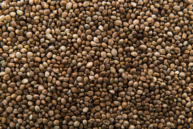 Coriander