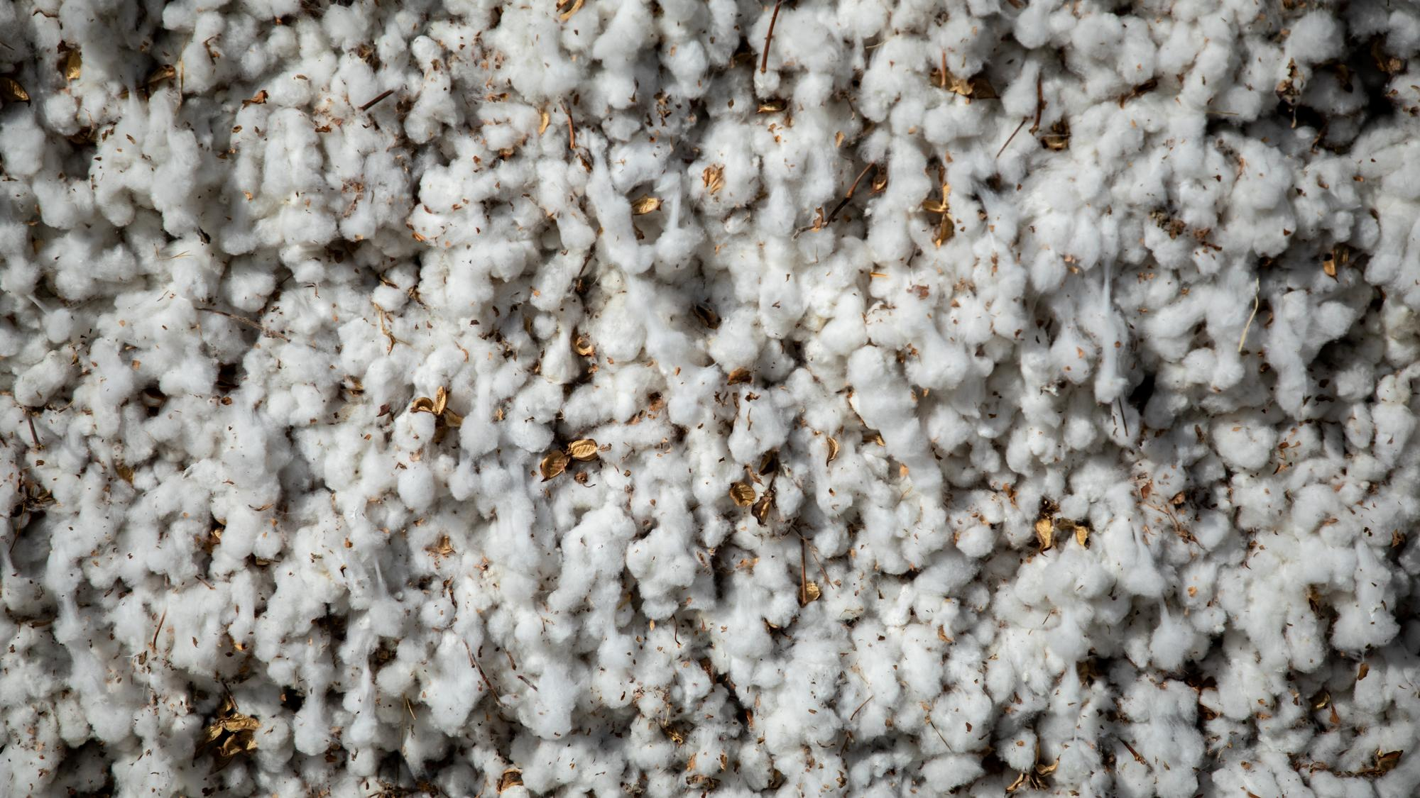 Raw Cotton